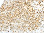 F4/80 Antibody in Immunohistochemistry (Paraffin) (IHC (P))