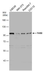 F4/80 Antibody in Western Blot (WB)