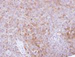 CKAP1 Antibody in Immunohistochemistry (Paraffin) (IHC (P))