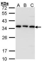 CKAP1 Antibody in Western Blot (WB)