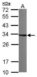 CKAP1 Antibody in Western Blot (WB)