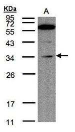 MLEC Antibody in Western Blot (WB)