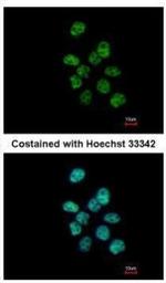 PUF60 Antibody in Immunocytochemistry (ICC/IF)