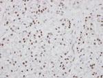 PUF60 Antibody in Immunohistochemistry (Paraffin) (IHC (P))