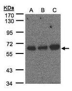 PUF60 Antibody in Western Blot (WB)