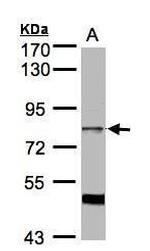AKAP17A Antibody in Western Blot (WB)