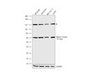 beta-4 Tubulin Antibody in Western Blot (WB)