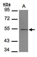 beta-4 Tubulin Antibody in Western Blot (WB)