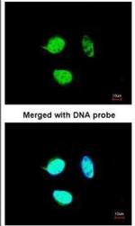 NULP1 Polyclonal Antibody