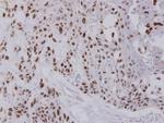 NULP1 Antibody in Immunohistochemistry (Paraffin) (IHC (P))
