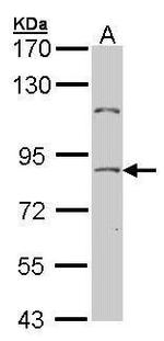 NULP1 Antibody in Western Blot (WB)