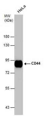 CD44 Antibody in Western Blot (WB)
