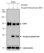 CD44 Antibody in Western Blot (WB)