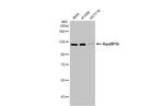 RanBP16 Polyclonal Antibody
