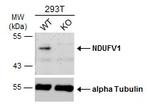 NDUFV1 Antibody in Western Blot (WB)
