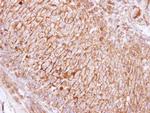 SCAMP3 Antibody in Immunohistochemistry (Paraffin) (IHC (P))