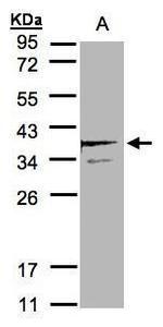 SCAMP3 Antibody in Western Blot (WB)