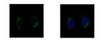 GCP2 Polyclonal Antibody