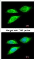 BAG5 Polyclonal Antibody