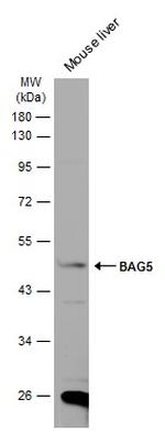 BAG5 Antibody in Western Blot (WB)