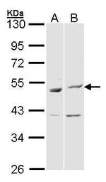 BAG5 Antibody in Western Blot (WB)
