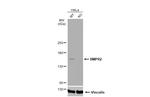 BMPR2 Antibody in Western Blot (WB)