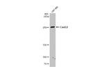 CACNA1B Antibody in Western Blot (WB)