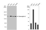 Desmoglein 2 Antibody in Western Blot (WB)