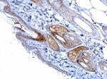 Desmoglein 2 Antibody in Immunohistochemistry (Paraffin) (IHC (P))