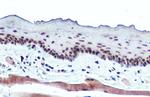 POLR2B Antibody in Immunohistochemistry (Paraffin) (IHC (P))