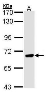 PPEF1 Polyclonal Antibody