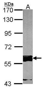 FASTK Antibody in Western Blot (WB)