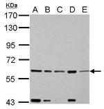 FASTK Antibody in Western Blot (WB)