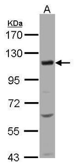KCC4 Polyclonal Antibody