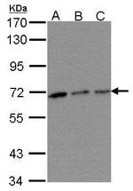 TROVE2 Antibody in Western Blot (WB)