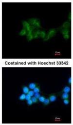 BHMT Polyclonal Antibody