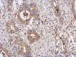 ATIC Antibody in Immunohistochemistry (Paraffin) (IHC (P))