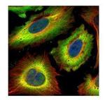 STIP1 Polyclonal Antibody