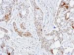 STIP1 Antibody in Immunohistochemistry (Paraffin) (IHC (P))