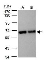 STIP1 Antibody in Western Blot (WB)