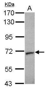 Unc18-2 Antibody in Western Blot (WB)