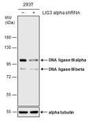 DNA Ligase III Antibody in Western Blot (WB)