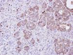 Amphiphysin Antibody in Immunohistochemistry (Paraffin) (IHC (P))
