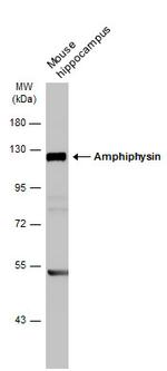 Amphiphysin Antibody in Western Blot (WB)