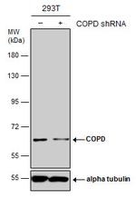 COPD Antibody in Western Blot (WB)
