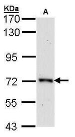 ORC2 Antibody in Western Blot (WB)