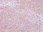 SCYL3 Antibody in Immunohistochemistry (Paraffin) (IHC (P))