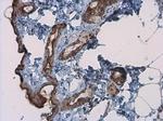 Kallikrein 7 Polyclonal Antibody