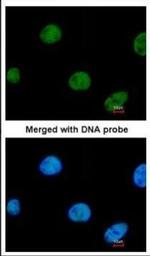 ZNF211 Antibody in Immunocytochemistry (ICC/IF)
