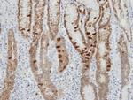 IDH2 Antibody in Immunohistochemistry (Paraffin) (IHC (P))
